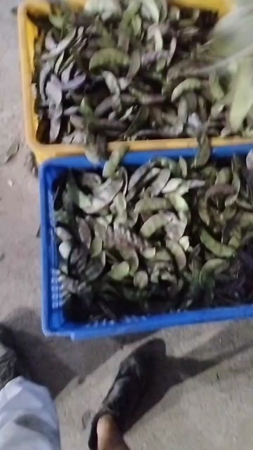 汝城县绿扁豆