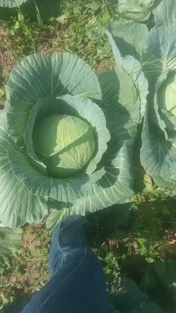 赫章县包菜