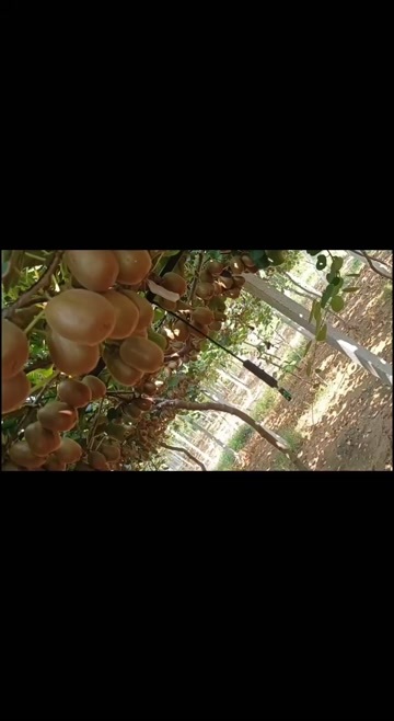 沂南县绿心 碧玉猕猴桃