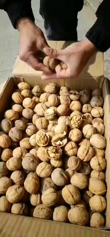 沧县核桃