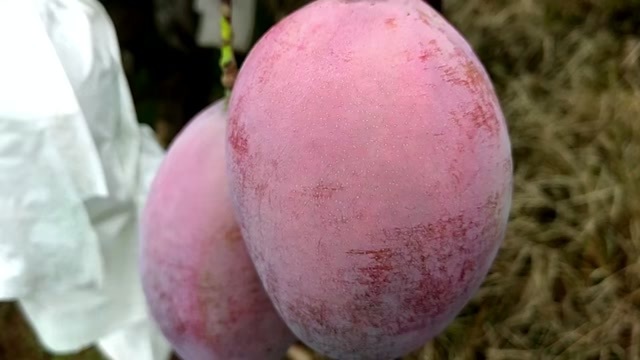 攀枝花攀枝花自家果园凯特大芒果