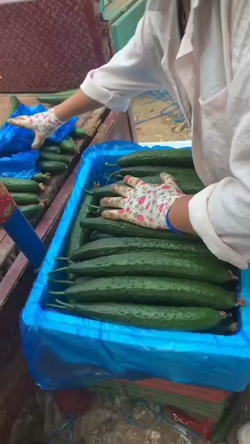 莘县刺黄瓜