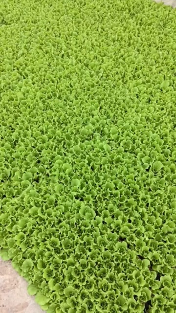 陆良县云南直发意大利生菜苗！土球好成活率%99