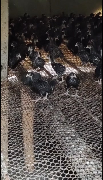 4到5两黑芦花鸡白芦花鸡脱温芦花鸡苗，土鸡苗，鸡苗，脱温鸡苗