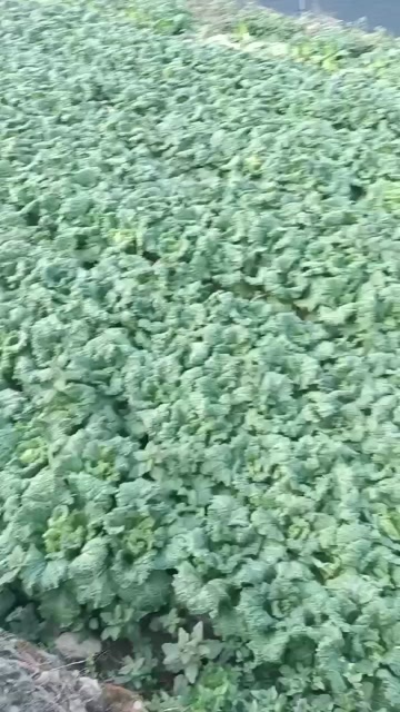 开阳县见水熟，口感好