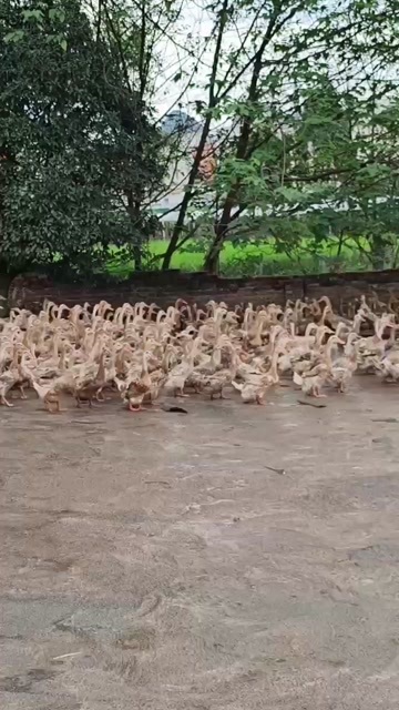 兴业县淘汰蛋鸭，2700只，均重3斤1重，
