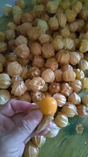 长春柠檬味的菇娘果