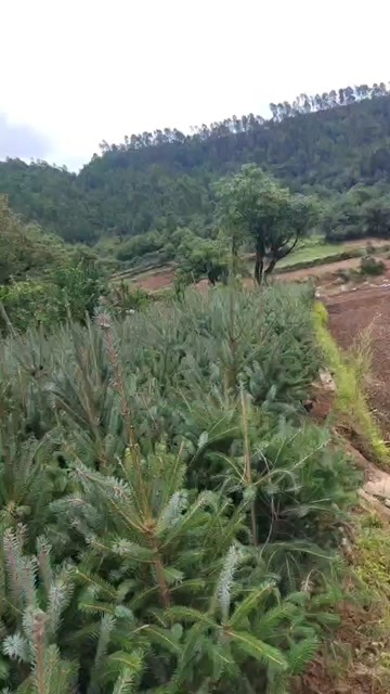 维西县云杉