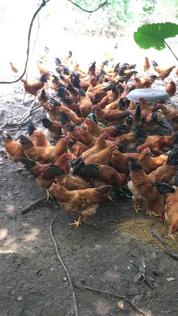 兴业县凤翔中阉