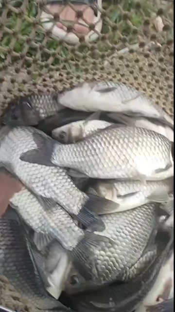 清远快大鲫鱼苗，全国包邮，技术支持，货到付款，下单咨询