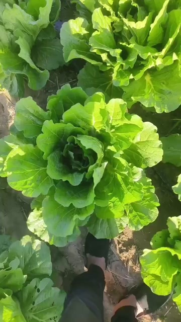 通辽产地大白菜