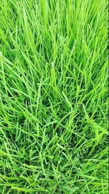 定州市早熟禾冷季型草坪