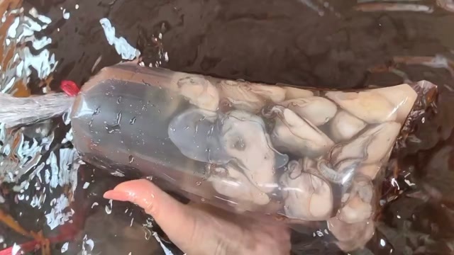饶平县生蚝，蚝肉