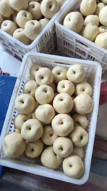 礼泉县酥梨