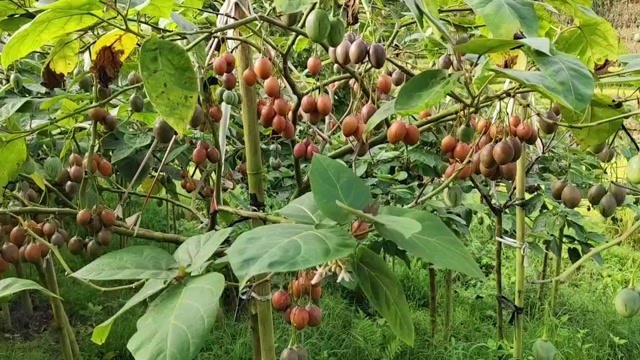 昆明云南洋番茄树番茄鸡蛋果番茄果新鲜蔬菜大树番茄特产
