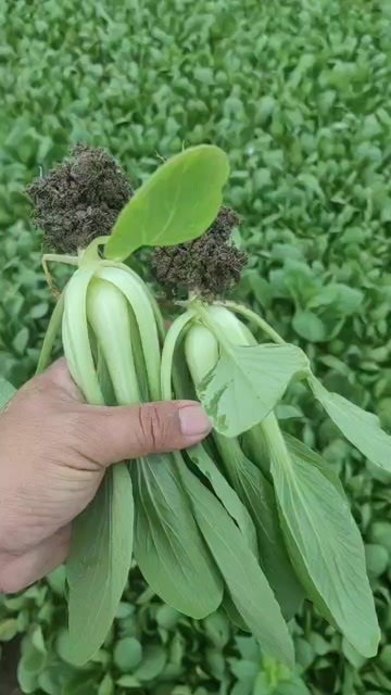 长沙上海青