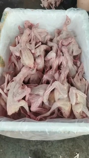 和平县自家4-5-6两乳鸽-证件齐全安全食用