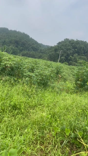 华南9号黄肉木薯种苗