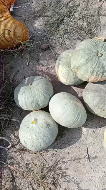 石河子市板栗南瓜，银青色，扁圆形，口感沙甜，满口的板栗香甜