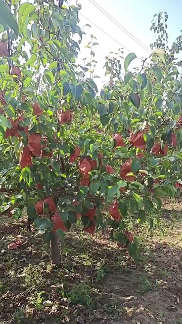 酥梨