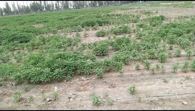阿拉尔市白花菜子