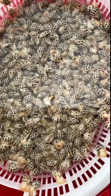 临高县海南养殖花螺