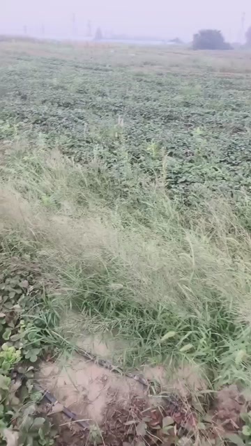 阜阳天仙醉草莓苗