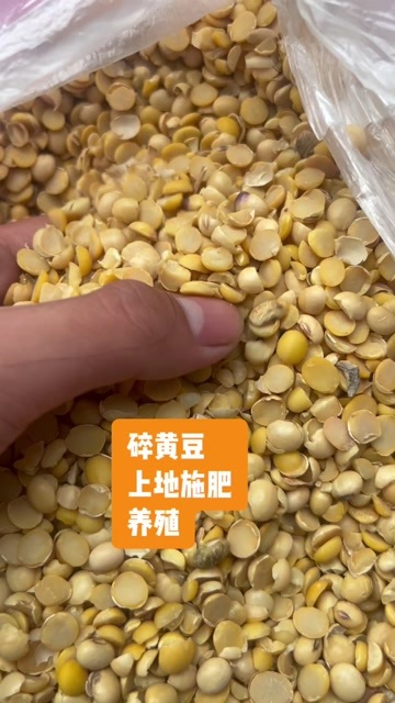 郓城县碎黄豆