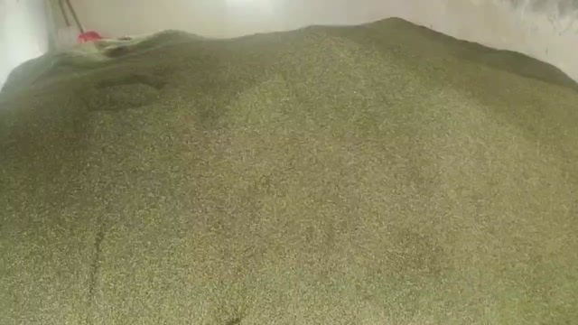 盐源县高山青花椒。生长于鸭绿江流域高山海拔4000米高山上