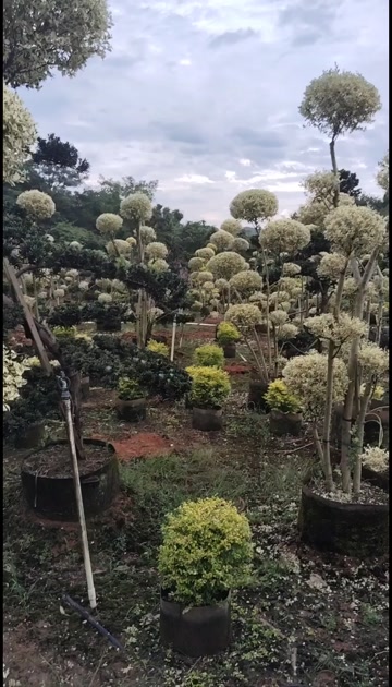供应造型金姬小蜡阳朔县兴园苗木种植场
