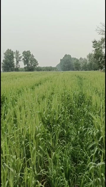 牙克石市红小麦，白小麦，黑小麦