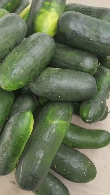 新野县黑皮冬瓜