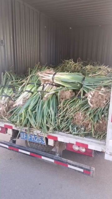 朝阳大葱毛葱