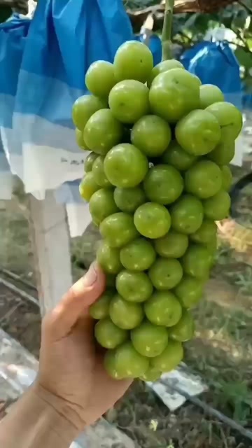 夏邑县河南夏邑阳光玫瑰
