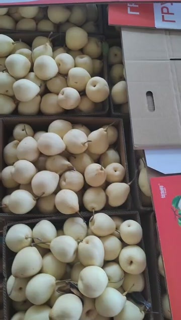 赵县鸭梨