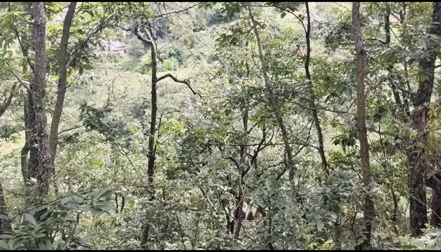 美姑县养殖林地