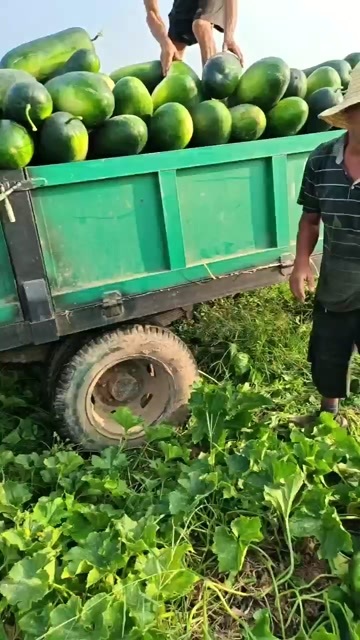 新野县黑皮冬瓜