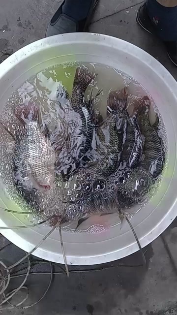 罗非鱼出售