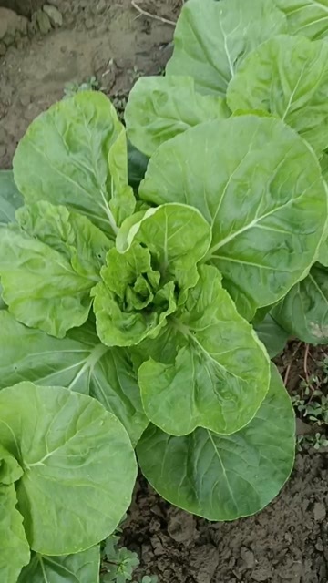 巨野县黄心大白菜