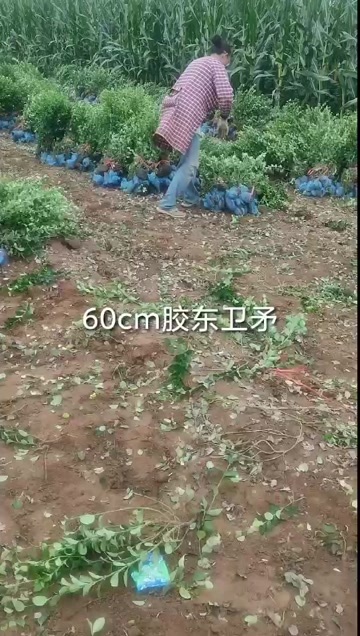 定州市胶东卫矛、卫矛、河北卫矛、定州卫矛、卫矛球出售