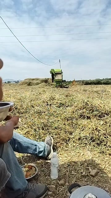 叶县牛羊料花生秧
