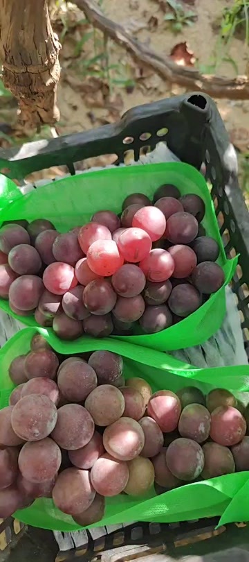 盖州市巨峰葡萄1.2一斤