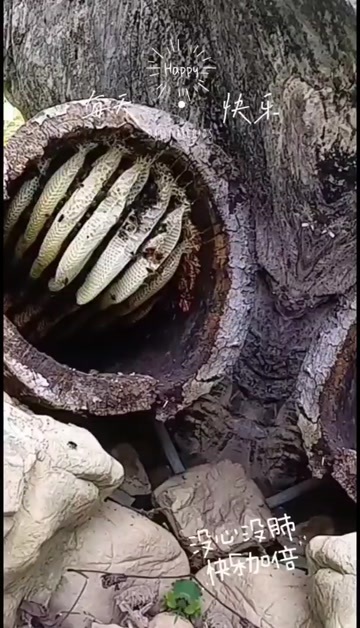 普格县凉山的农村土蜂蜜