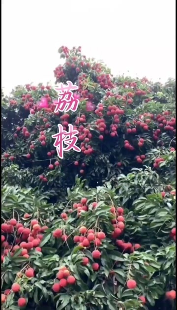 北京茘