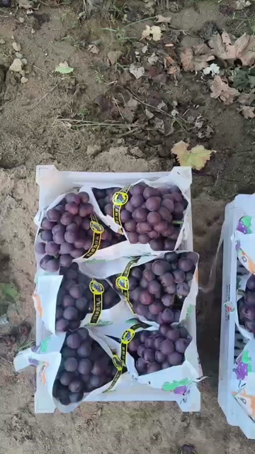 辽南巨峰葡萄