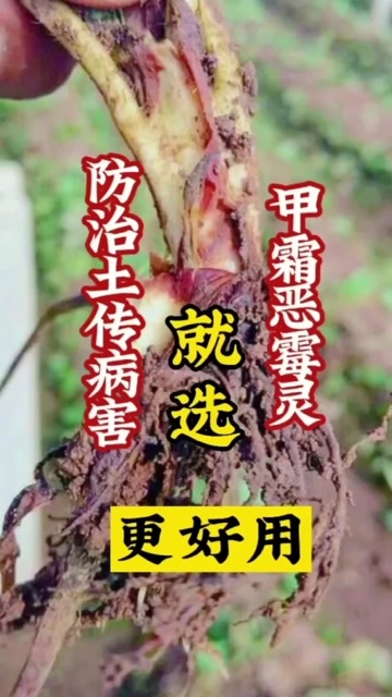 甲霜恶霉灵甲霜噁霉灵中药材土壤消毒草莓番茄土豆立枯病根腐病