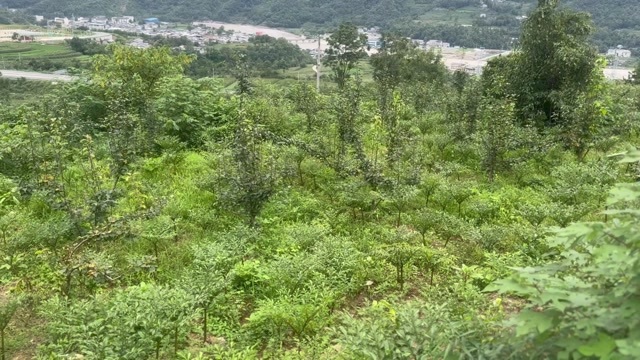 平武县魔芋