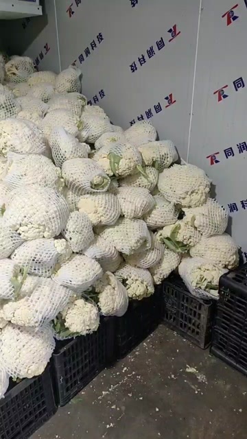 曲靖松花菜