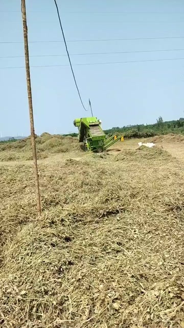 叶县花生秧
