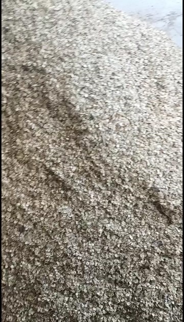 中江县川白芷种子